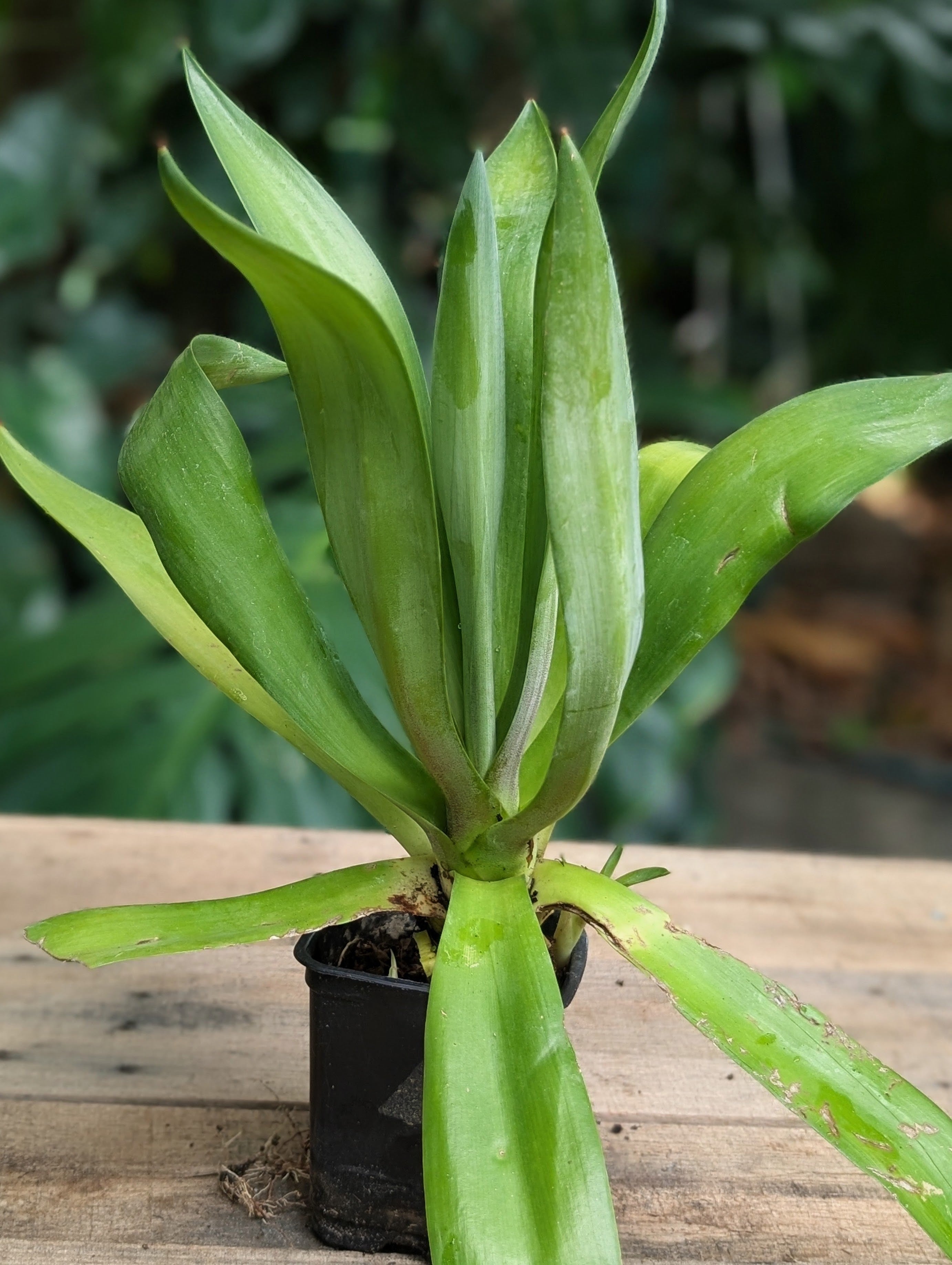 Smooth Agave (Agave desmettiana) live plant — product view 1
