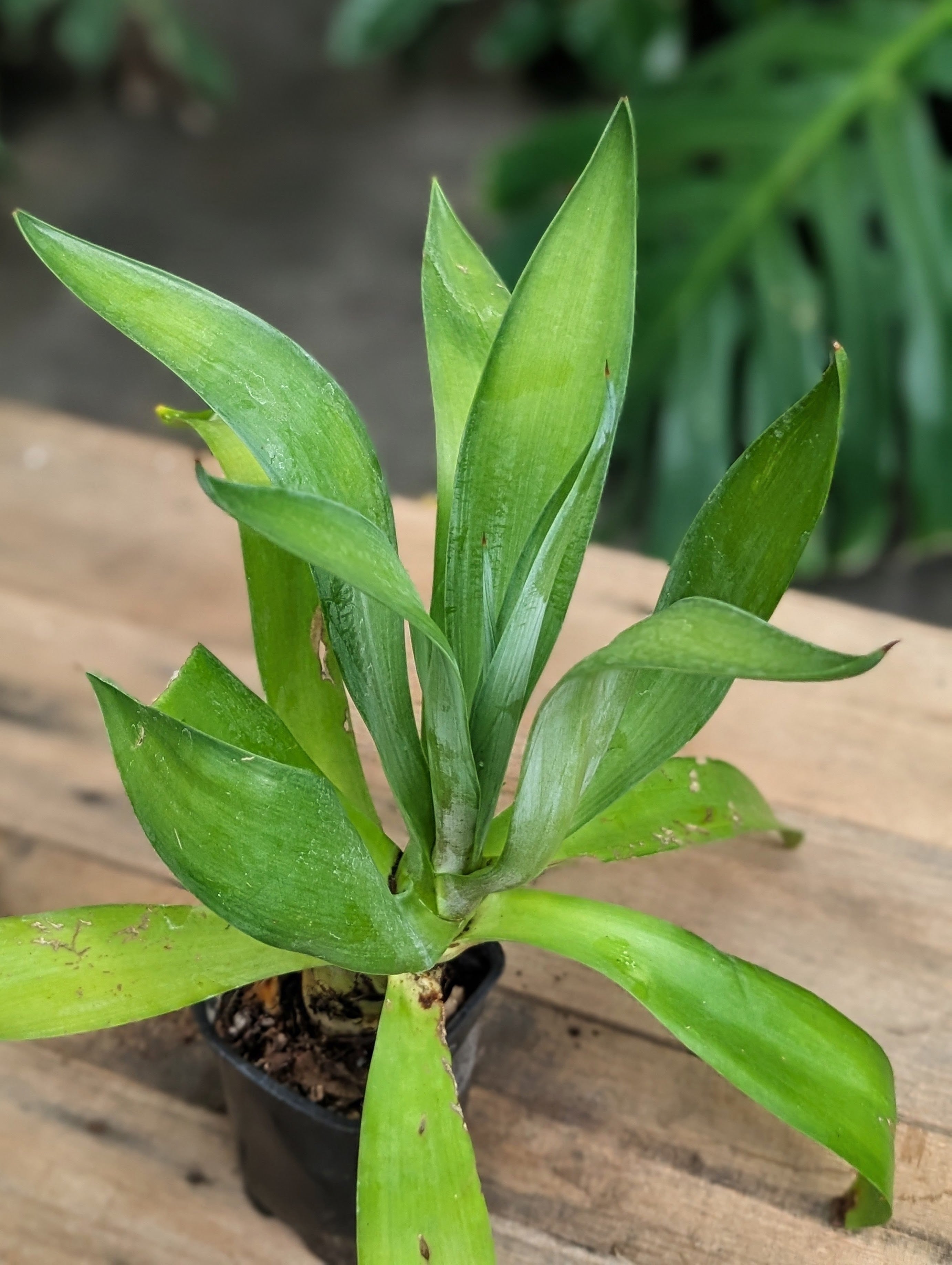 Smooth Agave (Agave desmettiana) live plant — product view 2