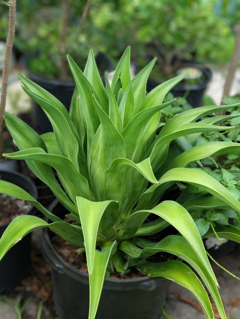 Smooth Agave (Agave desmettiana) live plant — product view 3