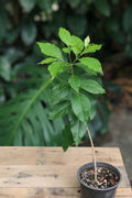 Peanut Butter Fruit (Bunchosia glandulifera) live plant — product view 1