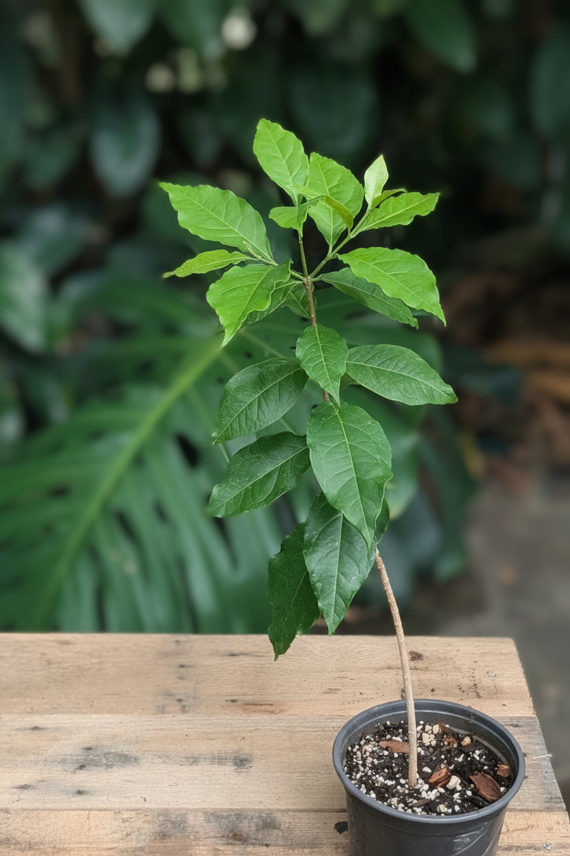 Peanut Butter Fruit (Bunchosia glandulifera) live plant — product view 1