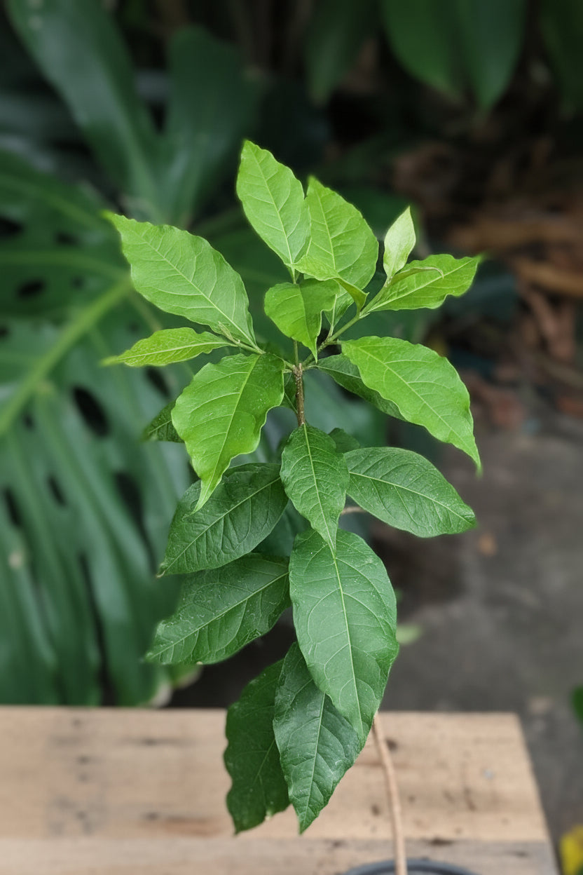 Peanut Butter Fruit (Bunchosia glandulifera) live plant — product view 2