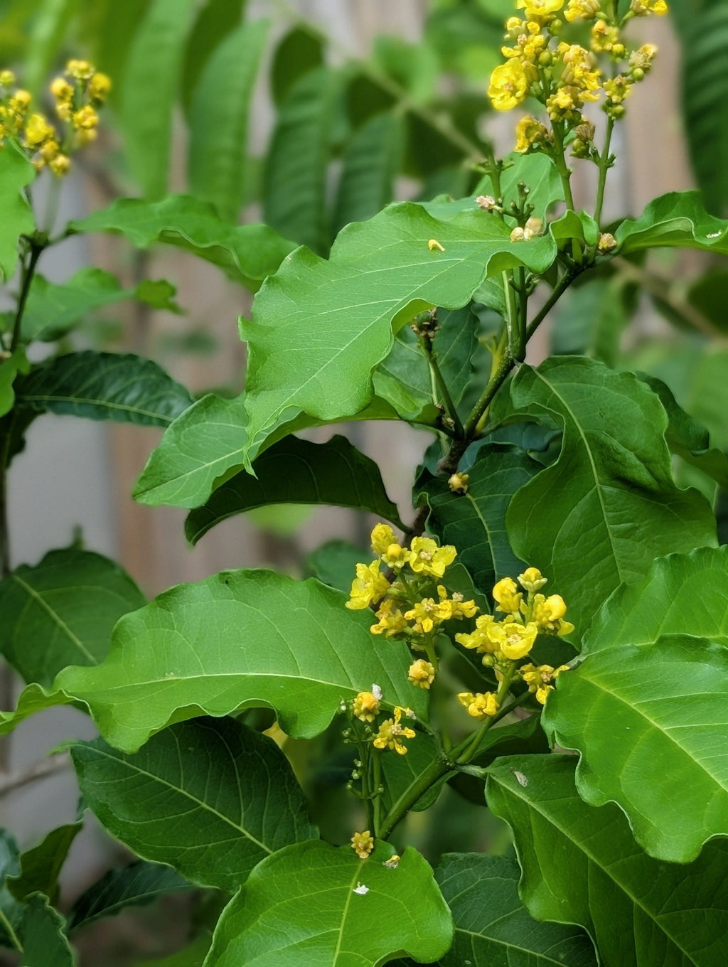 Peanut Butter Fruit (Bunchosia glandulifera) live plant — product view 4