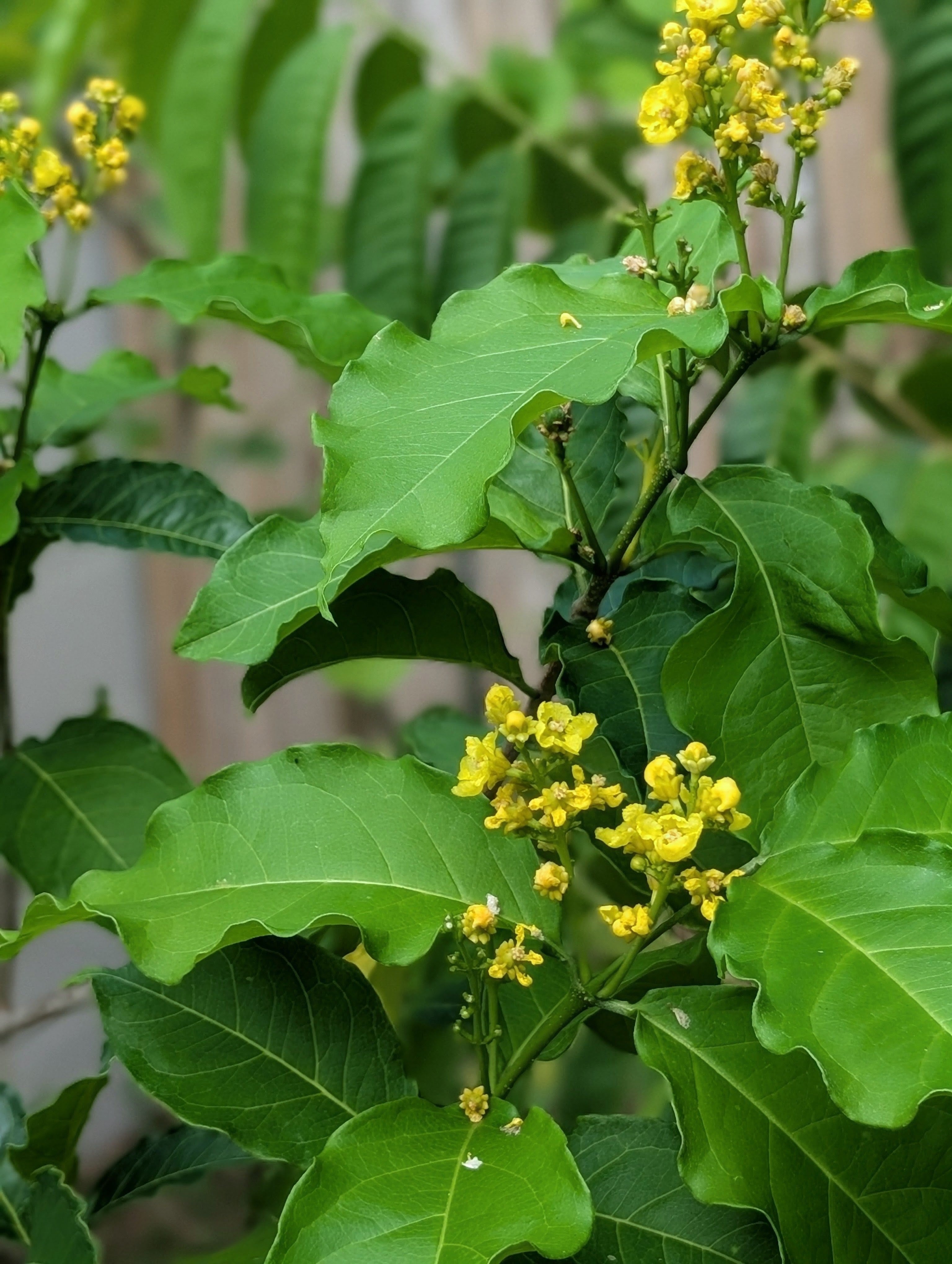 Peanut Butter Fruit (Bunchosia glandulifera) live plant — product view 4