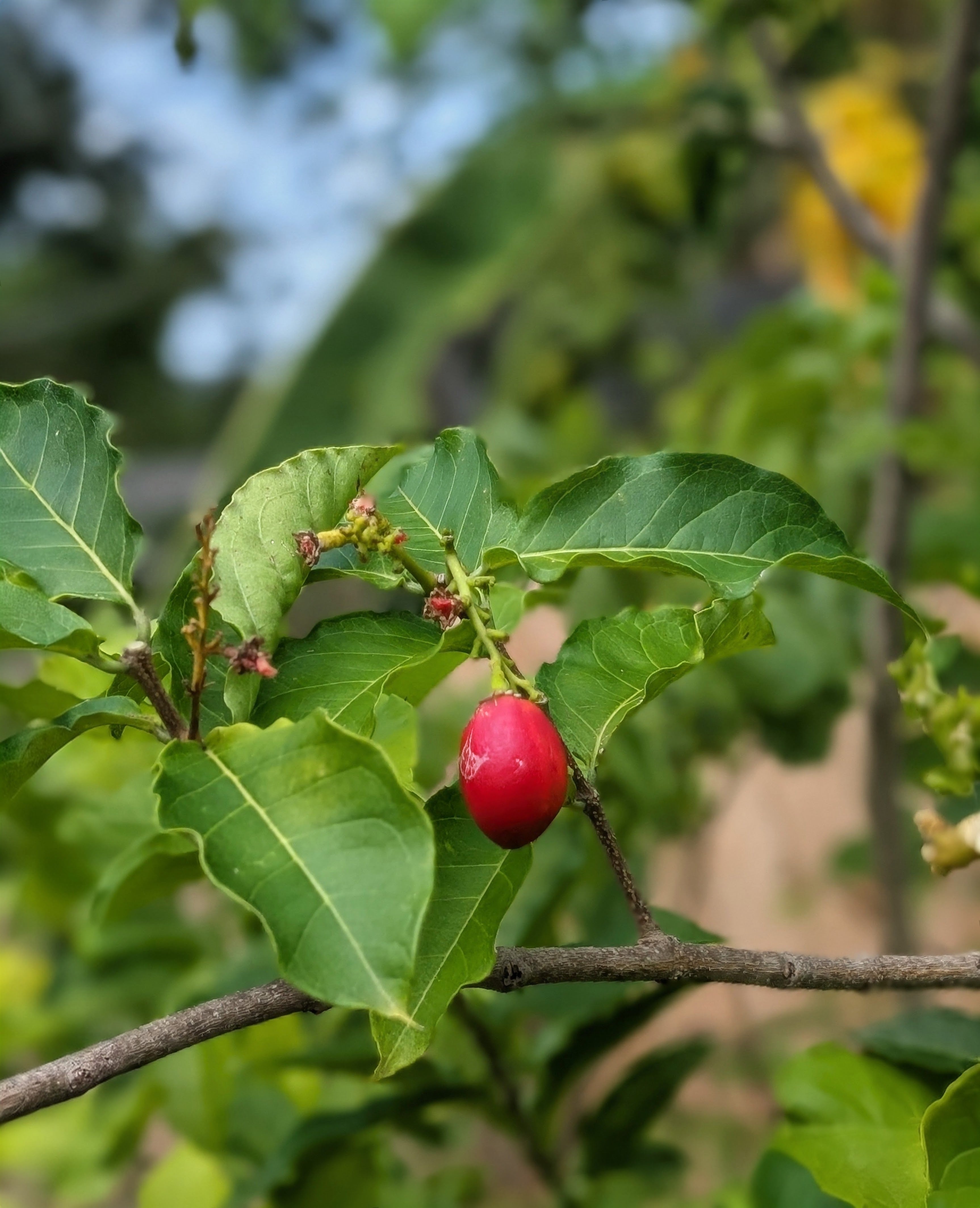 Peanut Butter Fruit (Bunchosia glandulifera) live plant — product view 3