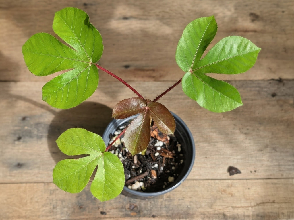 A young potted plant with bright green castor leaves and a reddish-brown central stem, growing in a small black pot on a rustic wooden surface.