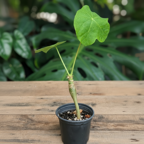 Buddha Belly (Jatropha podagrica) live plant — product view 1