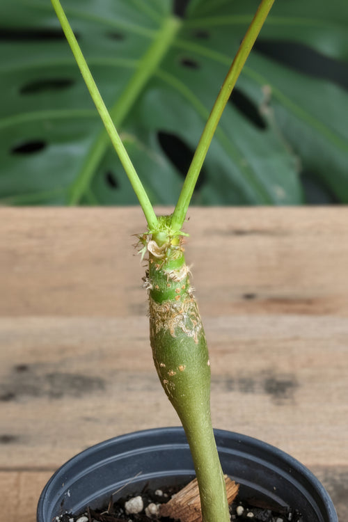Buddha Belly (Jatropha podagrica) live plant — product view 2