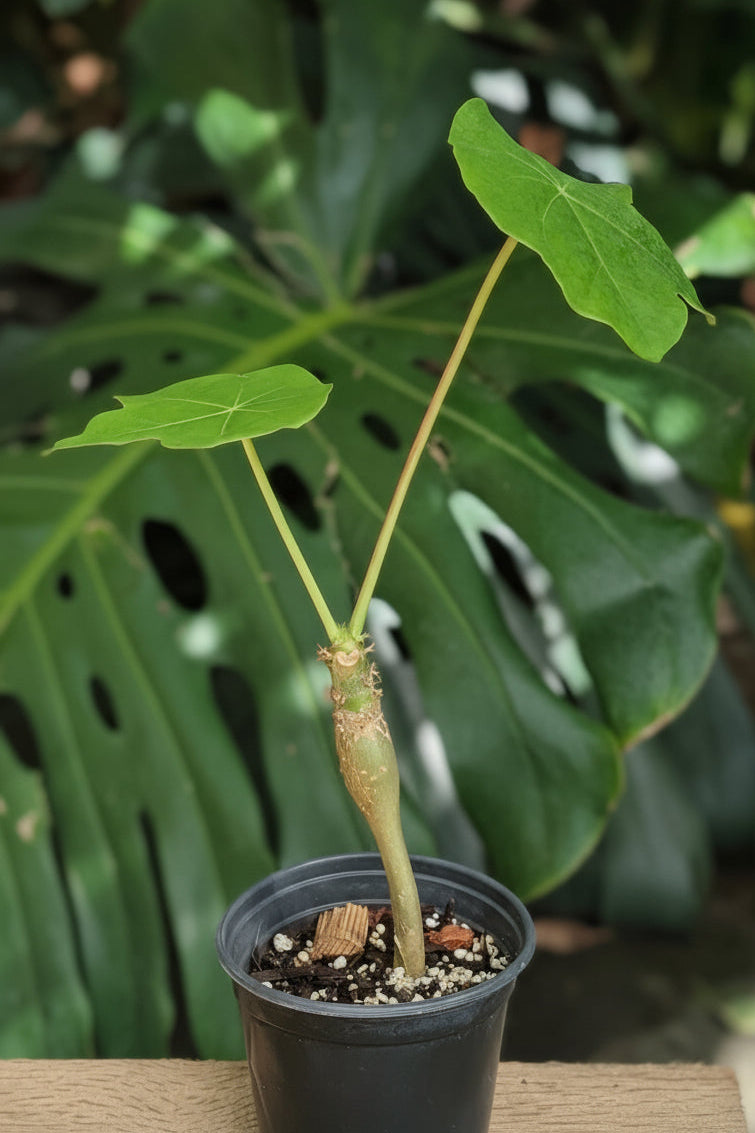 Buddha Belly (Jatropha podagrica) live plant — product view 3