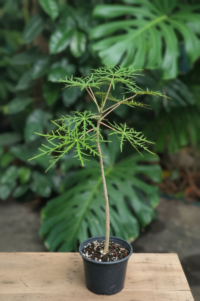 Coral Bush (Jatropha multifida) live plant — product view 2