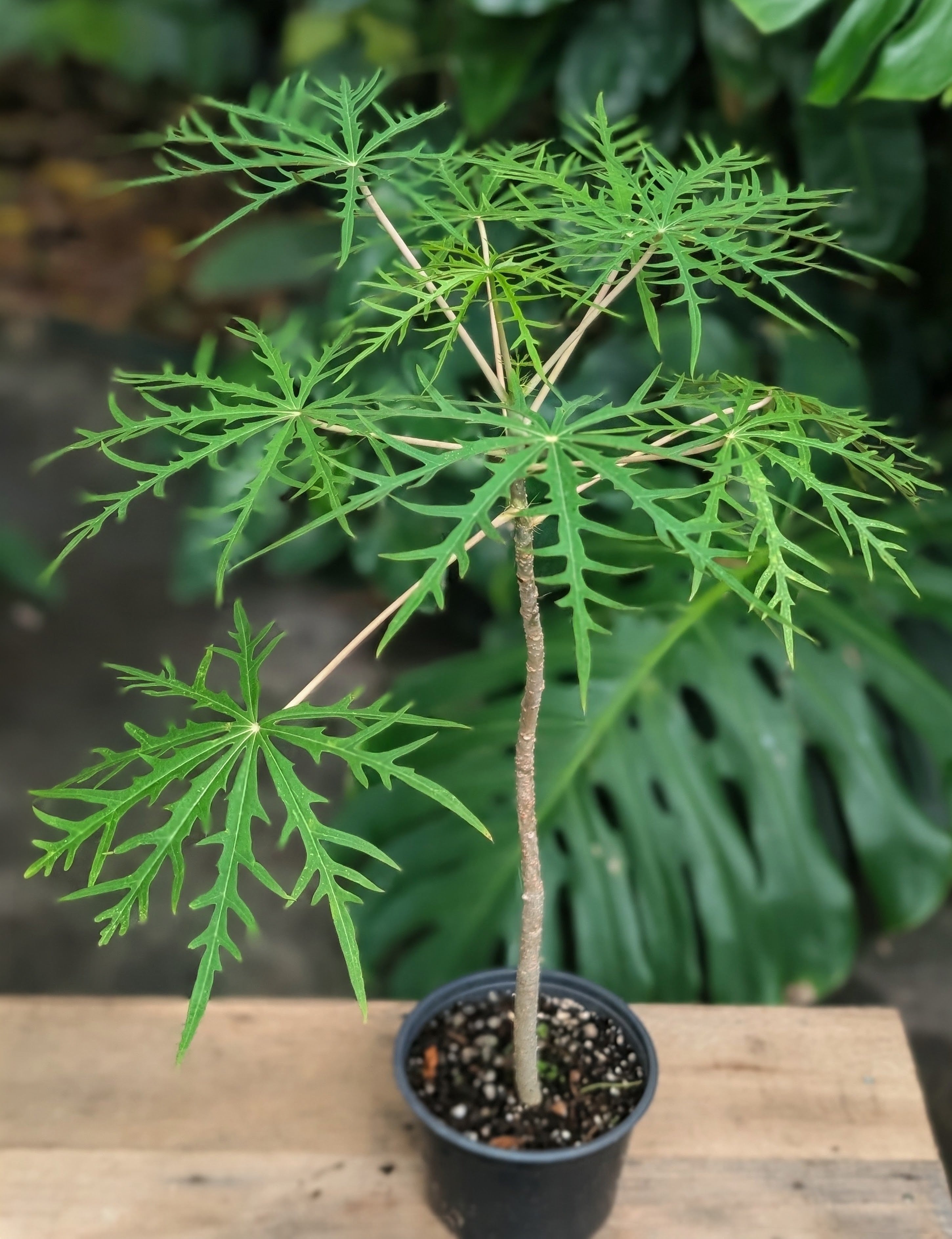 Coral Bush (Jatropha multifida) live plant — product view 1