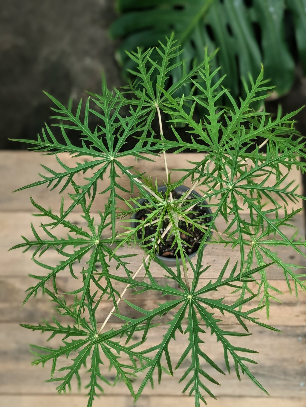 Coral Bush (Jatropha multifida) live plant — product view 3