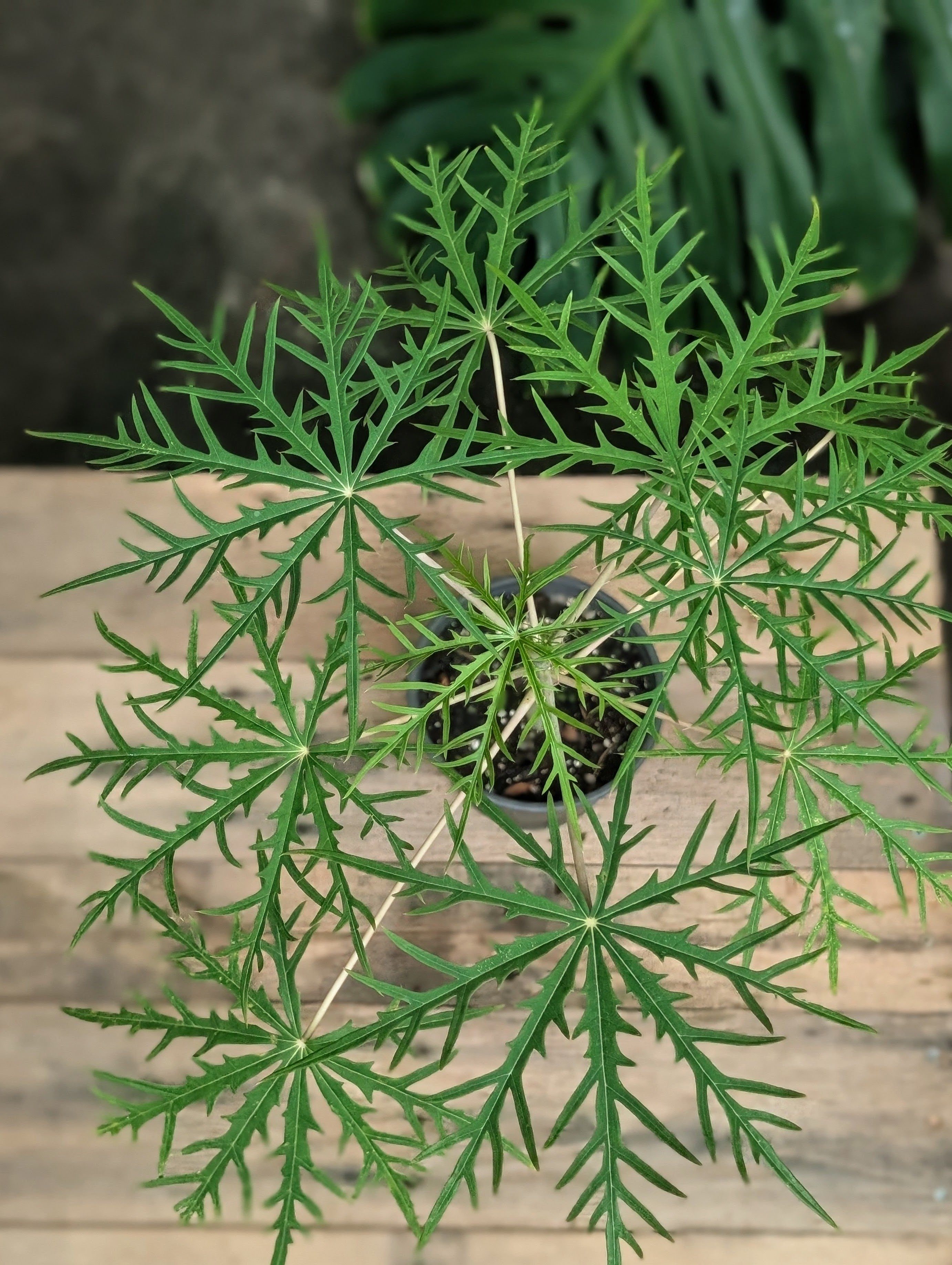 Coral Bush (Jatropha multifida) live plant — product view 3