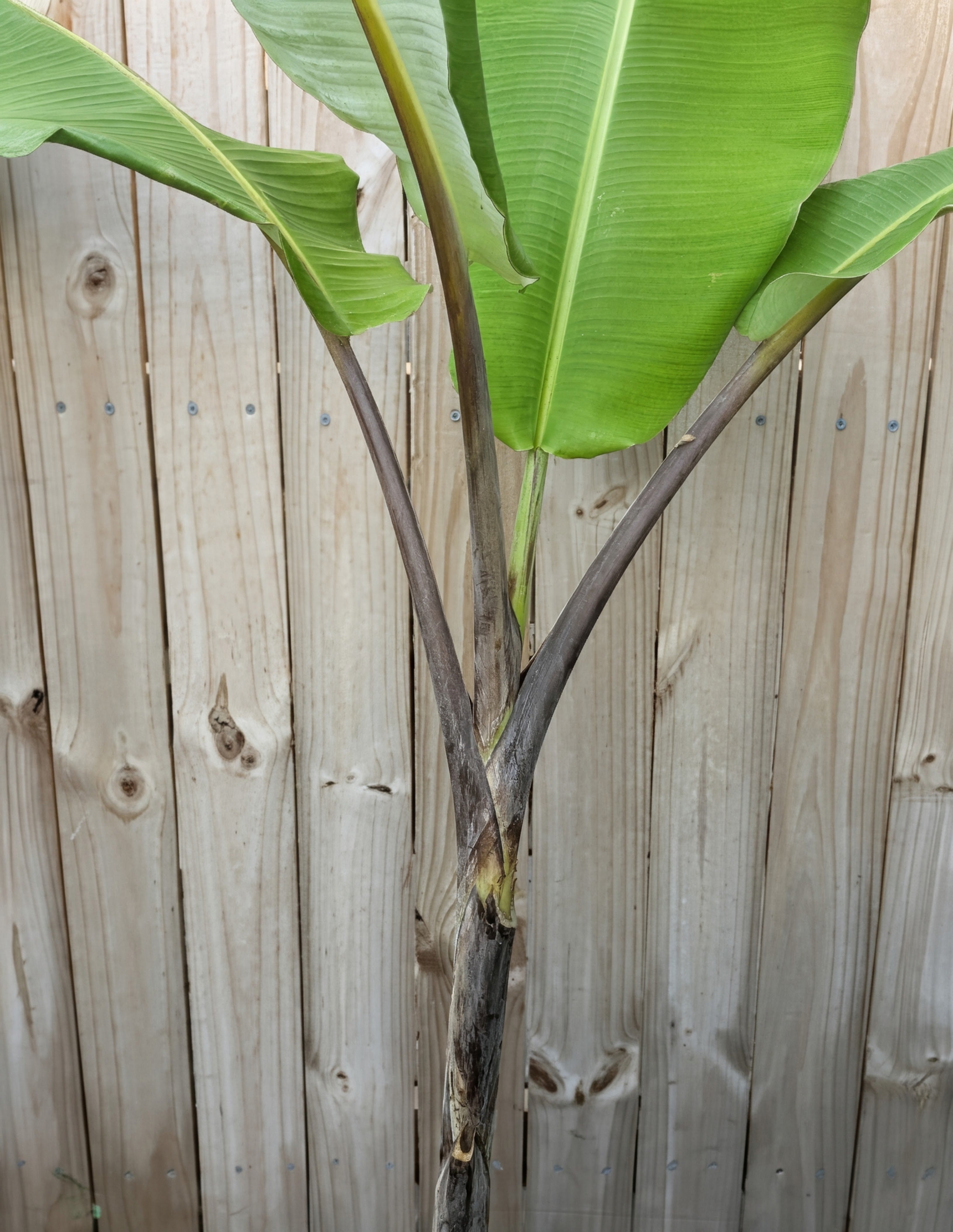 Thai Black Banana (Musa balbisiana 'Thai Black')