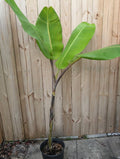 Thai Black Banana (Musa balbisiana 'Thai Black')