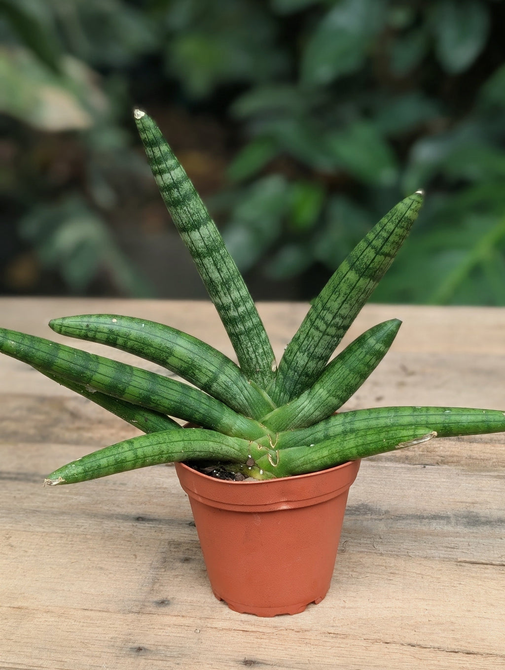 Starfish Sansevieria (Sansevieria cylindrica 'Boncel') live plant — product view 1