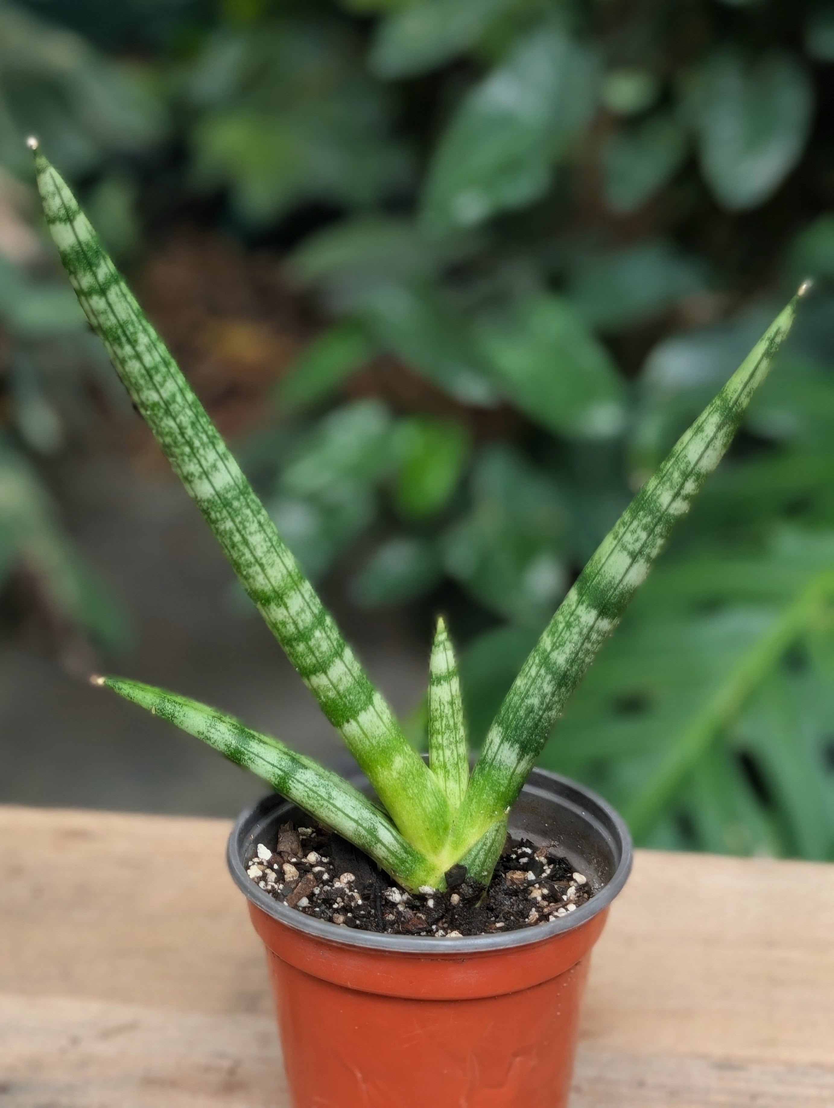 Starfish Sansevieria (Sansevieria cylindrica 'Boncel') live plant — product view 2
