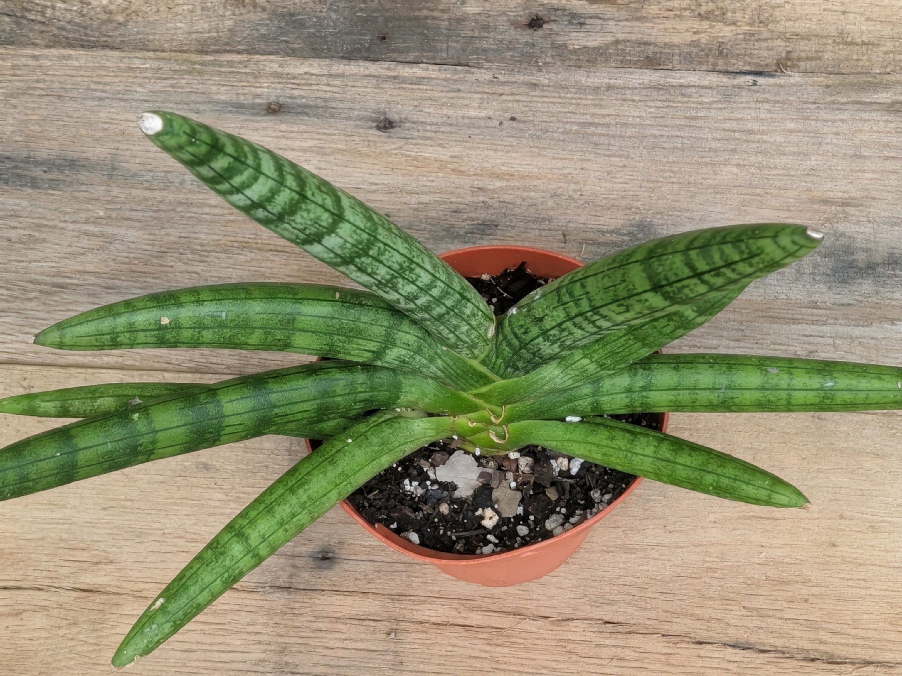 Starfish Sansevieria (Sansevieria cylindrica 'Boncel') live plant — product view 3